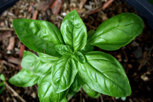 basil
