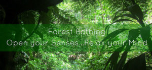 forest-bathing